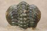 Exceptional Kolihapeltis Trilobite With Enrolled Reedops #243927-6